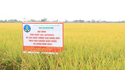 Hanoi: Zwiększenie produkcji ryżu japońskiego i ryżu wysokiej jakości na eksport