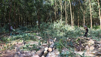 Dong Nai: Mempercepat proses pembersihan lokasi Proyek Jalan Tol Utara-Selatan