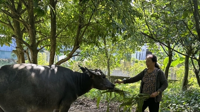 Synchronizované zdroje vytvářejí silné změny ve snižování chudoby v Thai Nguyen
