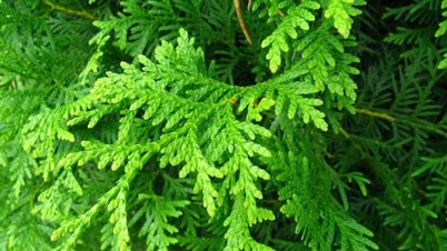 ឱសថ 7 យ៉ាងដើម្បីការពារការបាត់បង់សក់ពីស្លឹក Thuja