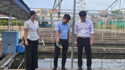 Nowoczesne spółdzielnie w Hajfong eksportują produkty rolne i wodne.