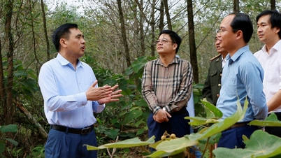 Vietnami erdészet: 80 év a „zöld tüdő” fenntartása és a jólét megteremtése terén