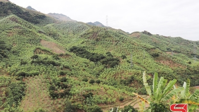 Construirea mărcii „Muong Bu Banana”