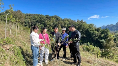 삼탕자두 유전자원 보존 및 개발 연구사업 추진 현황을 점검합니다.