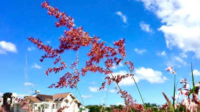 Плато Голубого Ветра