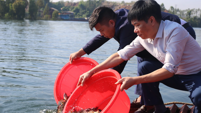 Het uitzetten van meer dan 120.000 jonge vissen om de waterbronnen van het Thac Ba-meer te herstellen