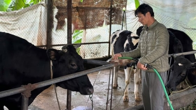 كي موي - نقطة مضيئة جديدة في تربية الألبان المنزلية