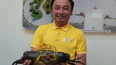 បង្ហាញ​ពូជ​ក្តាម​ដែល​ទើប​តែ​ឡើង​គ្រង​រាជ្យ​ជា «ស្ដេច​ក្ដាម» នៅ Ca Mau