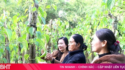 إدخال أوراق التنبول "ثاتش خي" في صناعات مستحضرات التجميل والأدوية