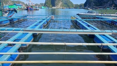 Hai Phong secara tegas menangani pelanggaran perlindungan satwa liar dan sumber daya perairan.