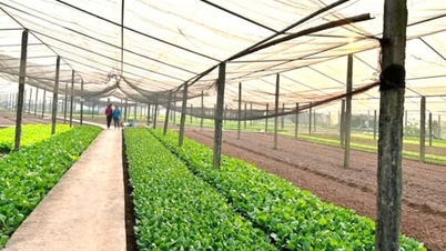 ฮานอยอนุญาตให้กรมเกษตรและสิ่งแวดล้อมดำเนินการ 6 ขั้นตอนในด้านการเพาะปลูกพืช