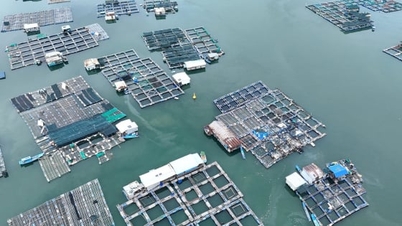 Fortschrittliche Technologien helfen, das Risiko von Krankheitsausbrüchen bei in Aquakultur gehaltenen Tieren zu kontrollieren.