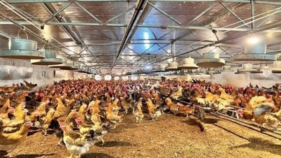 Biológiailag biztonságos szülőcsirkék nevelése