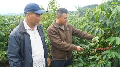 THA1 kávéfajtával történő újratelepítés bővítése Son Lában
