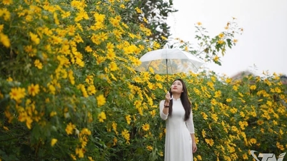 Musim Bunga Matahari Liar Xinjiang: Peluang untuk Membentuk Produk Pariwisata