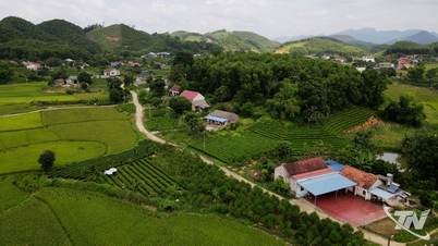 Prozkoumejte broskvovou zahradu Binh Minh