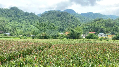 Thai Nguyen: Arrowroot - a new direction to help Kunming people escape poverty sustainably