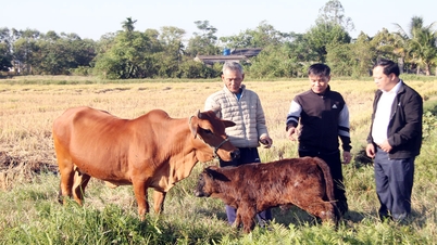 کمون کام لی بررسی خانوارهای فقیر و نزدیک به فقیر را تا سال 2025 تکمیل می‌کند