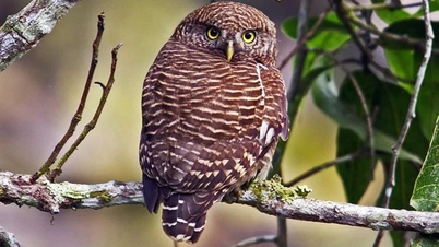 Lo increíble del búho vietnamita, pequeño pero extremadamente combativo