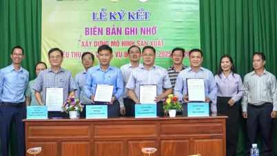 Інститут рису дельти Меконгу підписав меморандум про взаєморозуміння щодо створення моделі виробництва та споживання рису сорту OM 19 для зимово-весняного врожаю 2025-2026 років.