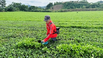 Integrerad skadedjursbekämpning på teplantor, produktivitet och vinst ökar med 15-20%