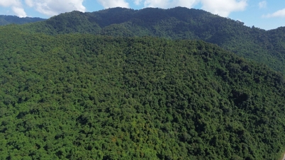 การส่งเสริมตลาดซื้อขายคาร์บอนในภาคป่าไม้