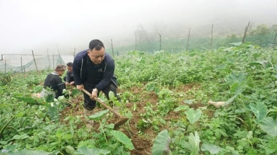 ต้นเผือกส่องแสงไปทั่วผืนดินที่ปกคลุมไปด้วยเมฆตลอดทั้งปี