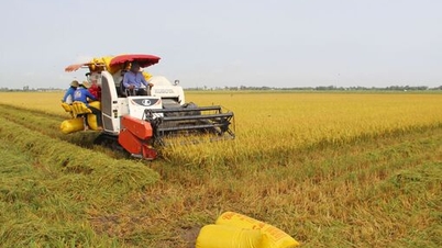 Tay Ninh approves planning area of ​​124,000 hectares for growing high-yield, high-quality rice