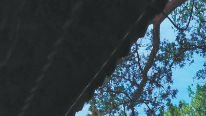 Сад Цяньлун: Розкриття 100-річної таємниці Забороненого міста