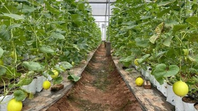 Thai Binh entwickelt Hightech-Modell für den Anbau von Melonen und Blumen