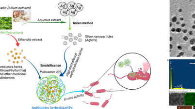 Forschung zu Nano-Antibiotika in der Geflügelzucht: Neue Lösung für eine sichere und nachhaltige Landwirtschaft