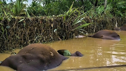 Das Risiko von Ausbrüchen von Infektionskrankheiten nach Überschwemmungen in den Provinzen Gia Lai und Lam Dong ist sehr hoch.
