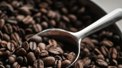 Τιμές καφέ σήμερα 25 Νοεμβρίου 2025: Ελαφρά μείωση σε όλους τους τομείς, κάτω από 500 VND