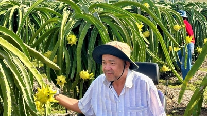 „Sladké ovoce“ – žlutoslupkové dračí ovoce splňující standard GlobalGAP