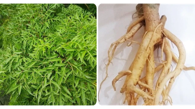 Quais são os efeitos das folhas e raízes do ginseng?