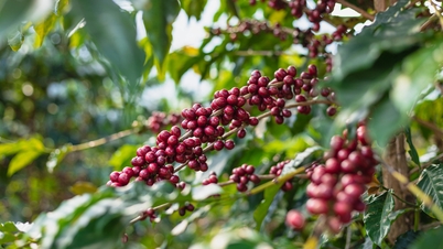 11월 25일 오늘 커피 가격: 브라질의 건조한 날씨에 대한 우려로 아라비카 가격이 급등