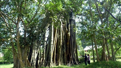 Promovarea valorii biodiversității Monumentului Național Special Tan Trao
