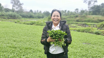 Aducând specialitatea spanacului de apă Con Tien peste tot