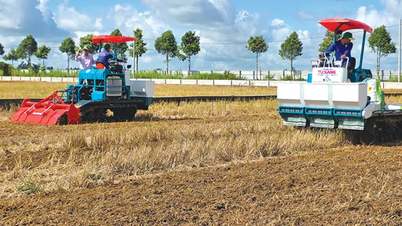 Verbesserung der Bodengesundheit im Reisanbau für eine nachhaltige Produktion