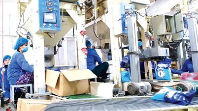 Can Tho aktívan készül a 2026-os gazdasági népszámlálásra