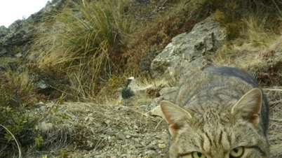 نیوزیلند قصد دارد تا سال ۲۰۵۰ گربه‌های وحشی را ریشه‌کن کند