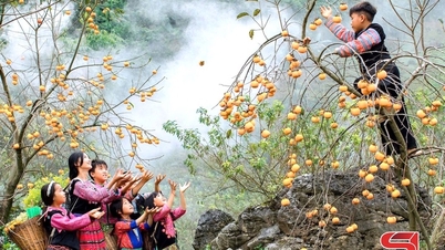 Podwójne korzyści z drzew kaki na płaskowyżu Moc Chau