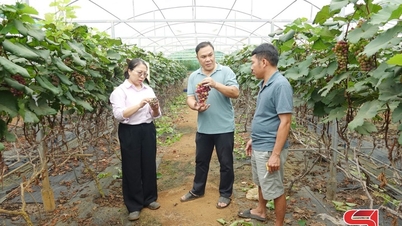 Kawal secara aktif kualiti produk pertanian untuk memenuhi piawaian EU