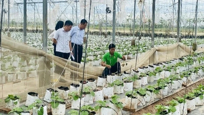 ฮังเยน พัฒนาโมเดลแตงโมและดอกไม้ไฮเทค