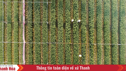 Bønder i Thanh Hoas største blomsterlandsby er travelt opptatt med å forberede seg til Tet.