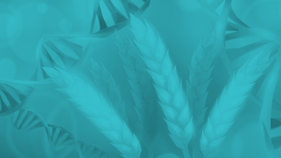 Unikalna genetycznie modyfikowana pszenica ma zdolność „tworzenia” własnego nawozu