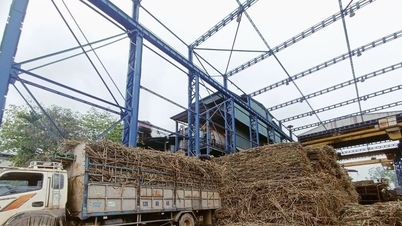 Akciová společnost Song Con Sugarcane se připravuje na vstup do nové sezóny drcení 2025-2026