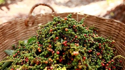 Pepparpriset ökade kraftigt idag den 25 november, som högst på 149 000 VND/kg