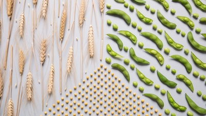 Voeg elke ochtend plantaardige eiwitten toe - Leef elke dag gezond en proactief