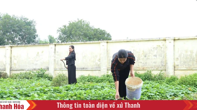 "Taman Sayuran untuk Kanak-kanak"